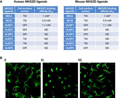 Working in “NK Mode”: Natural Killer Group 2 Member D and Natural Cytotoxicity Receptors in Stress-Surveillance by γδ T Cells